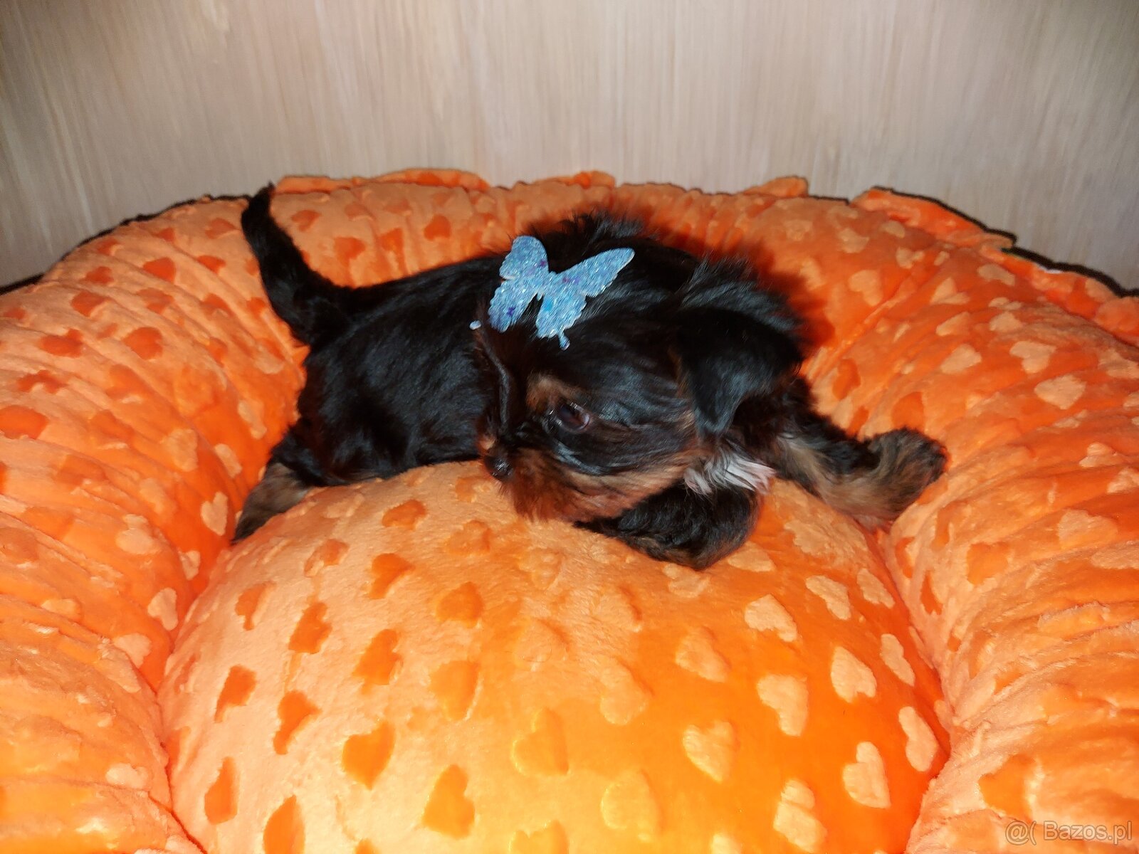 Yorkshire Terrier Black Tan - 2