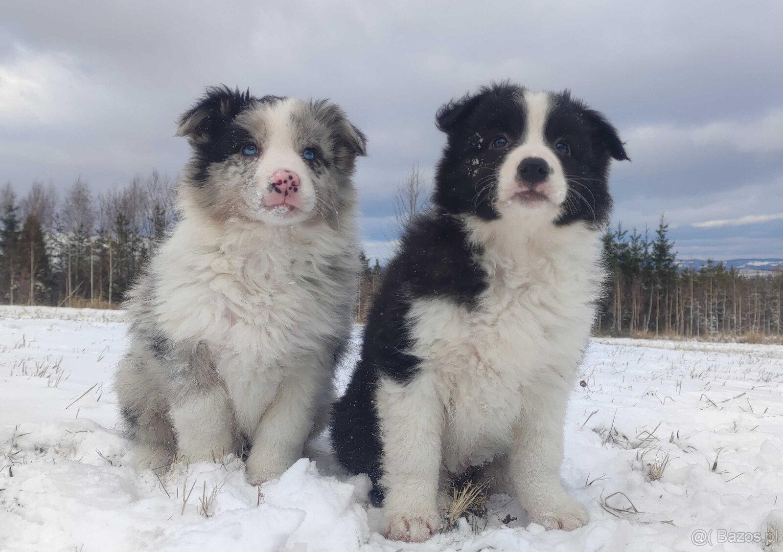 Szczenię BORDER COLLIE z Hodowli - Rasowy pies z pełną dok. - 2