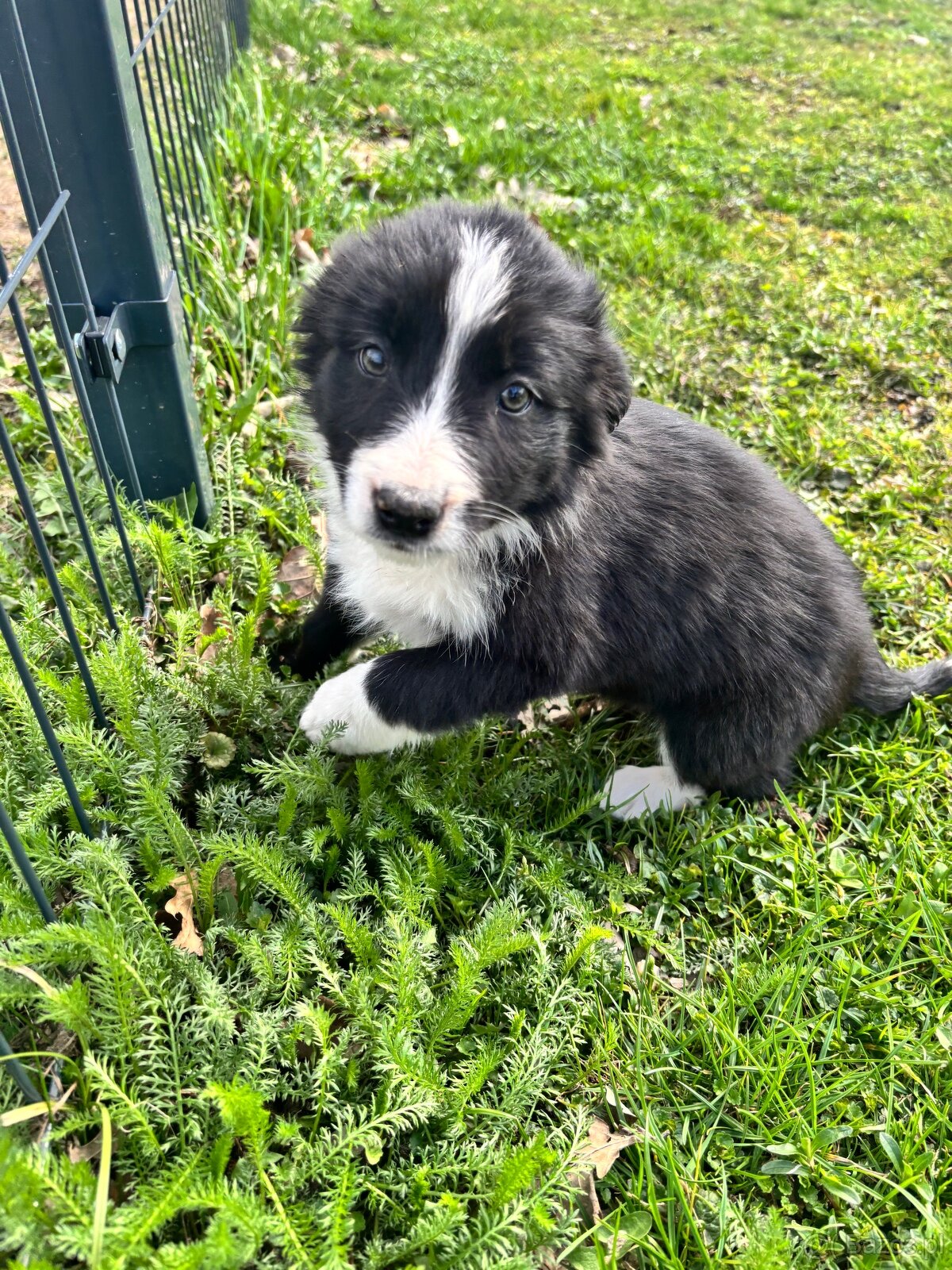 Czarno biała suczka Border collie - 2