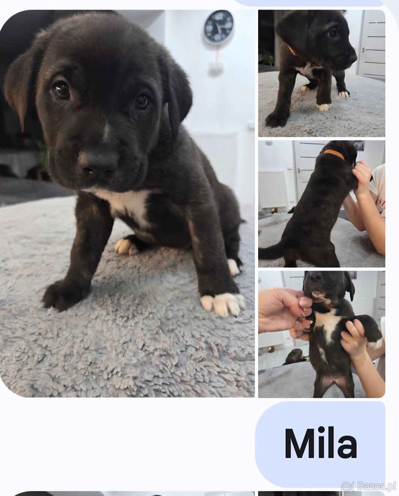 Oddam za darmo w dobre ręce - 2