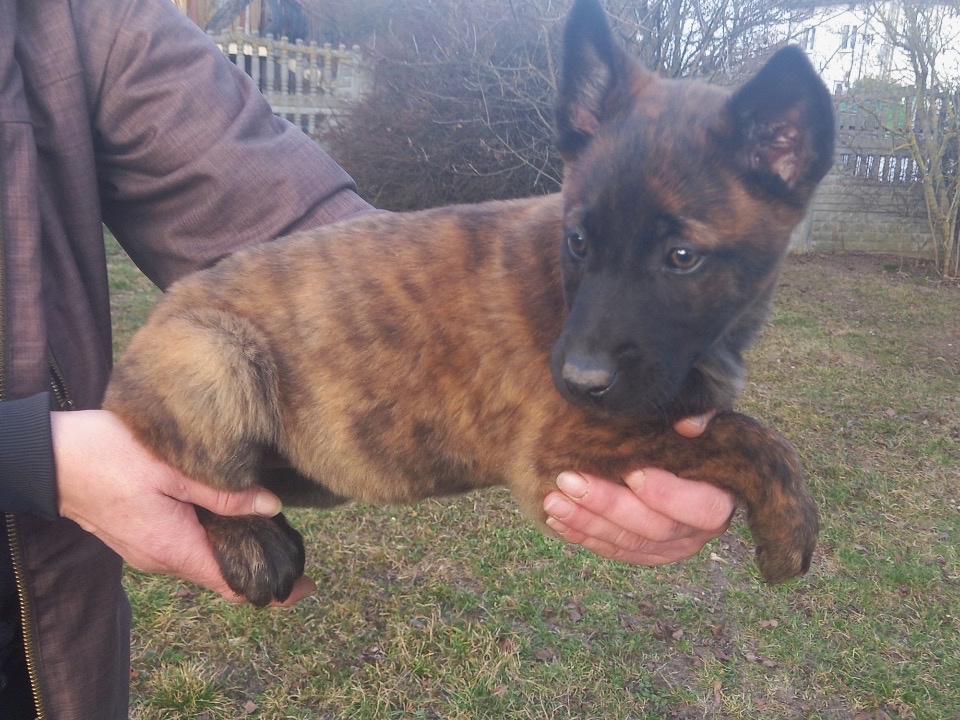 Owczarek holenderski - 2