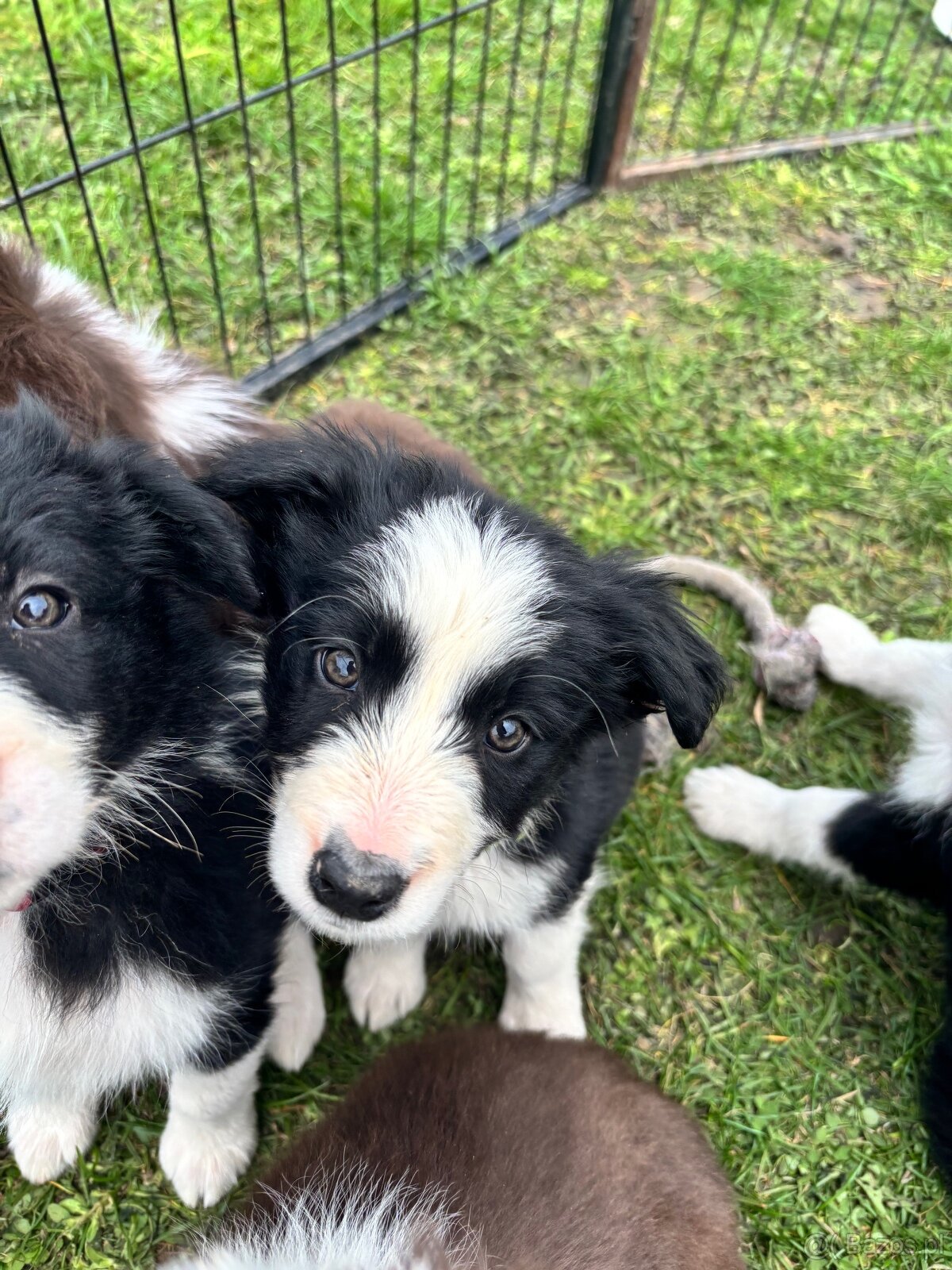 Piesek border collie czarno biały - 2