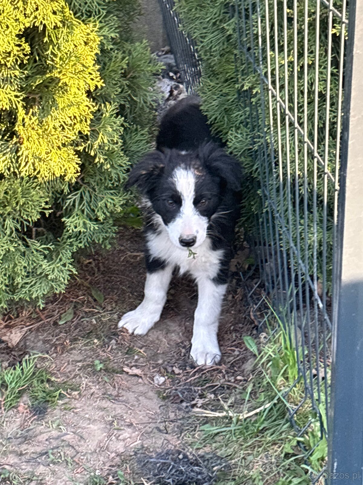 Piesek border collie czarno biały - 2