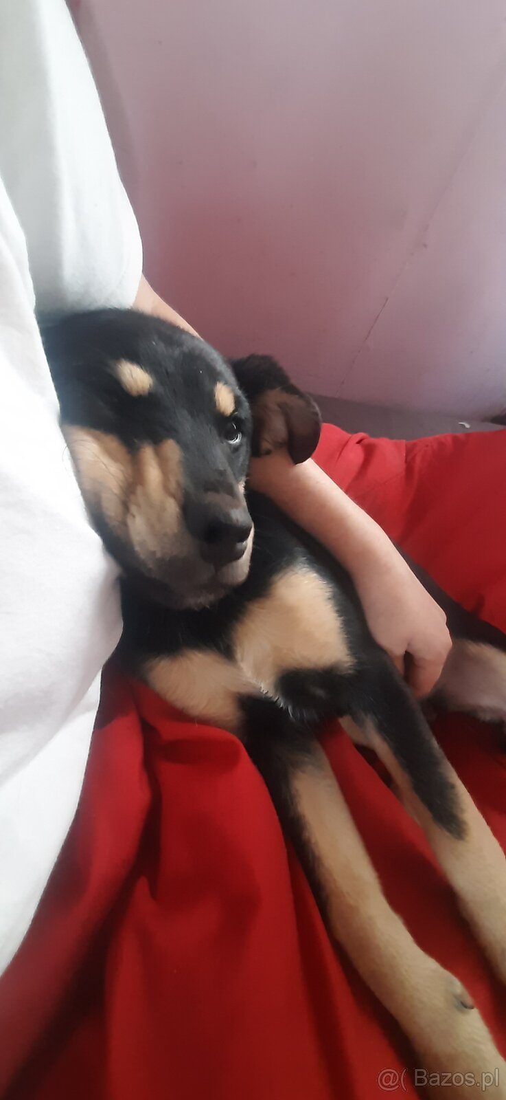 Oddam szczeniaczki w dobre ręce - 2