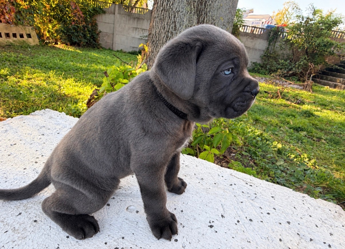 Szczenięta Cane Corso - 2