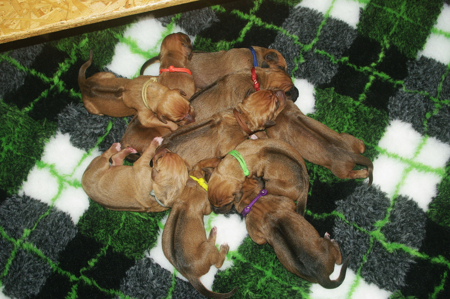 Rhodesian ridgeback FCI - 2