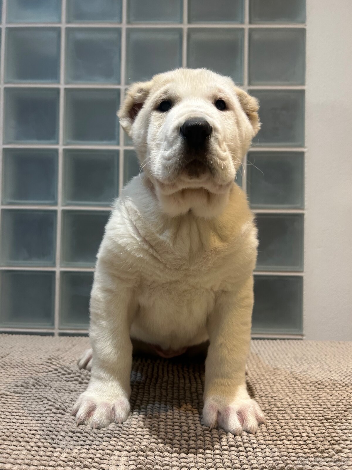 Owczarek środkowoazjatycki alabai - 2