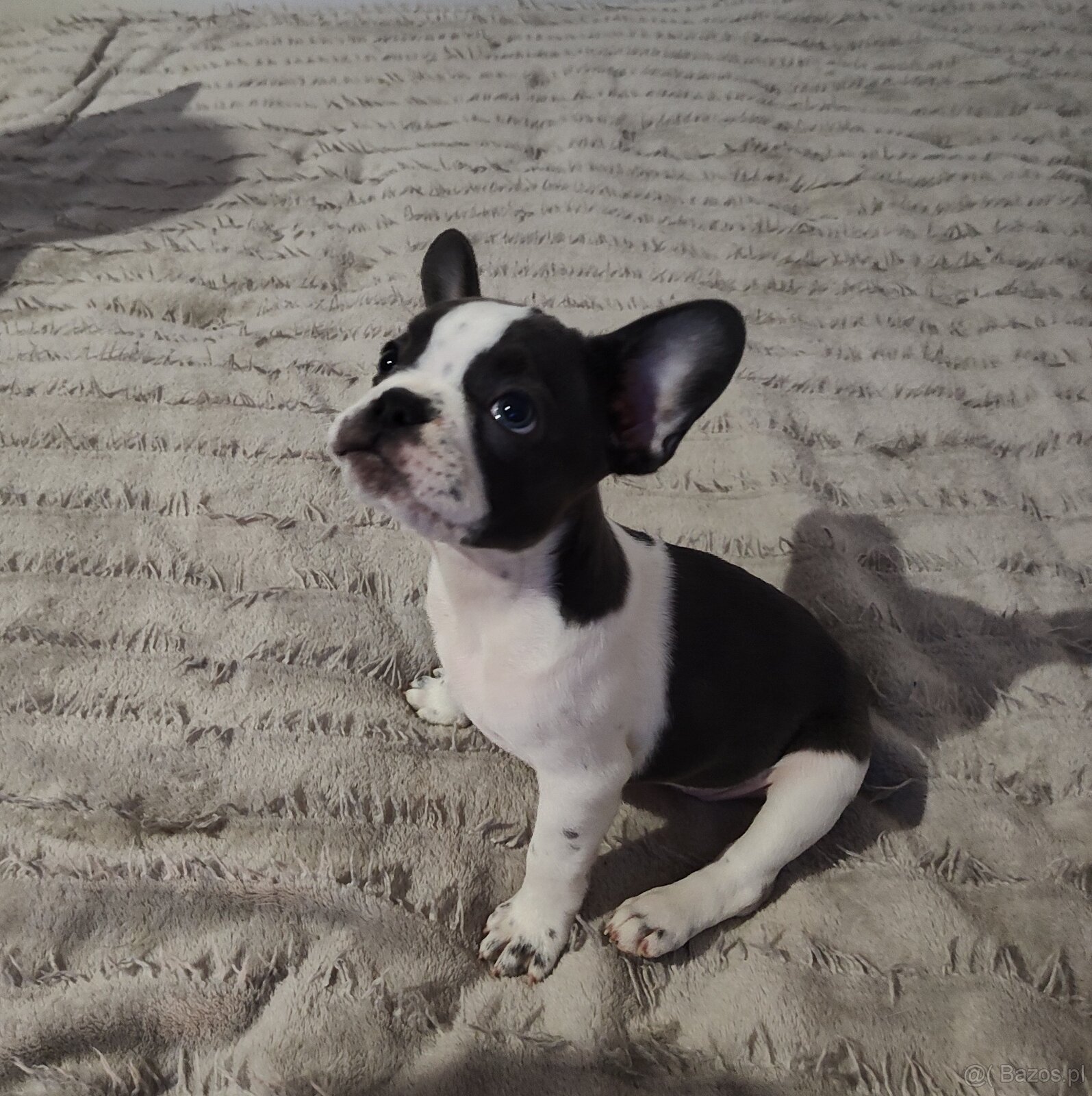 Buldog Francuski - 2