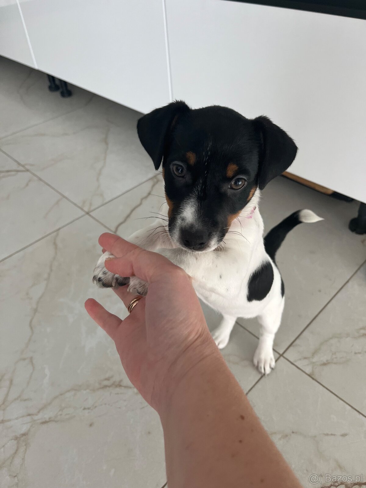 Sprzedam szczeniaka. Juck Rassell terier - 2