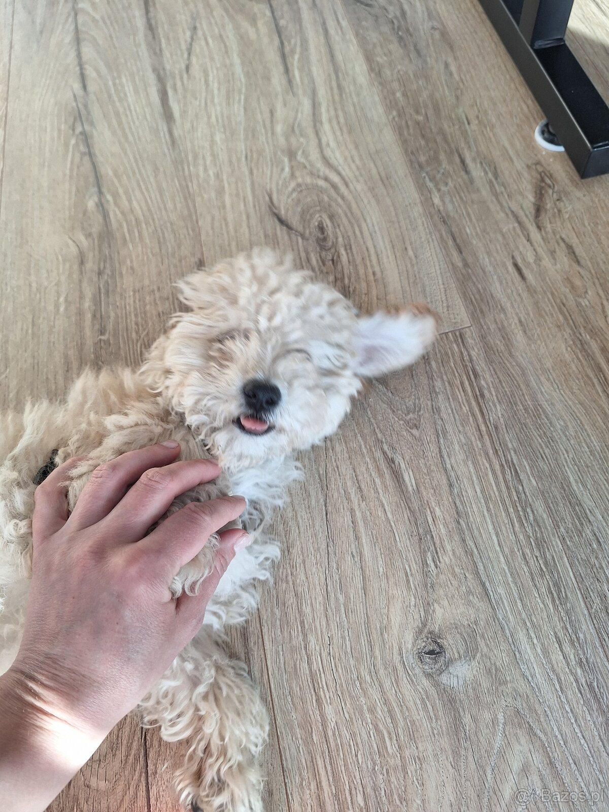 szczeniak maltipoo - 2