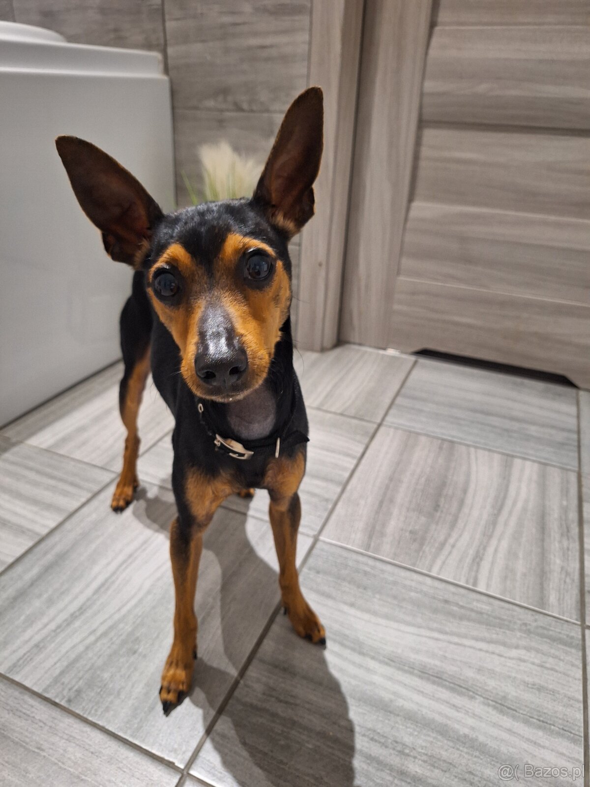 Pinczer miniaturowy - 2