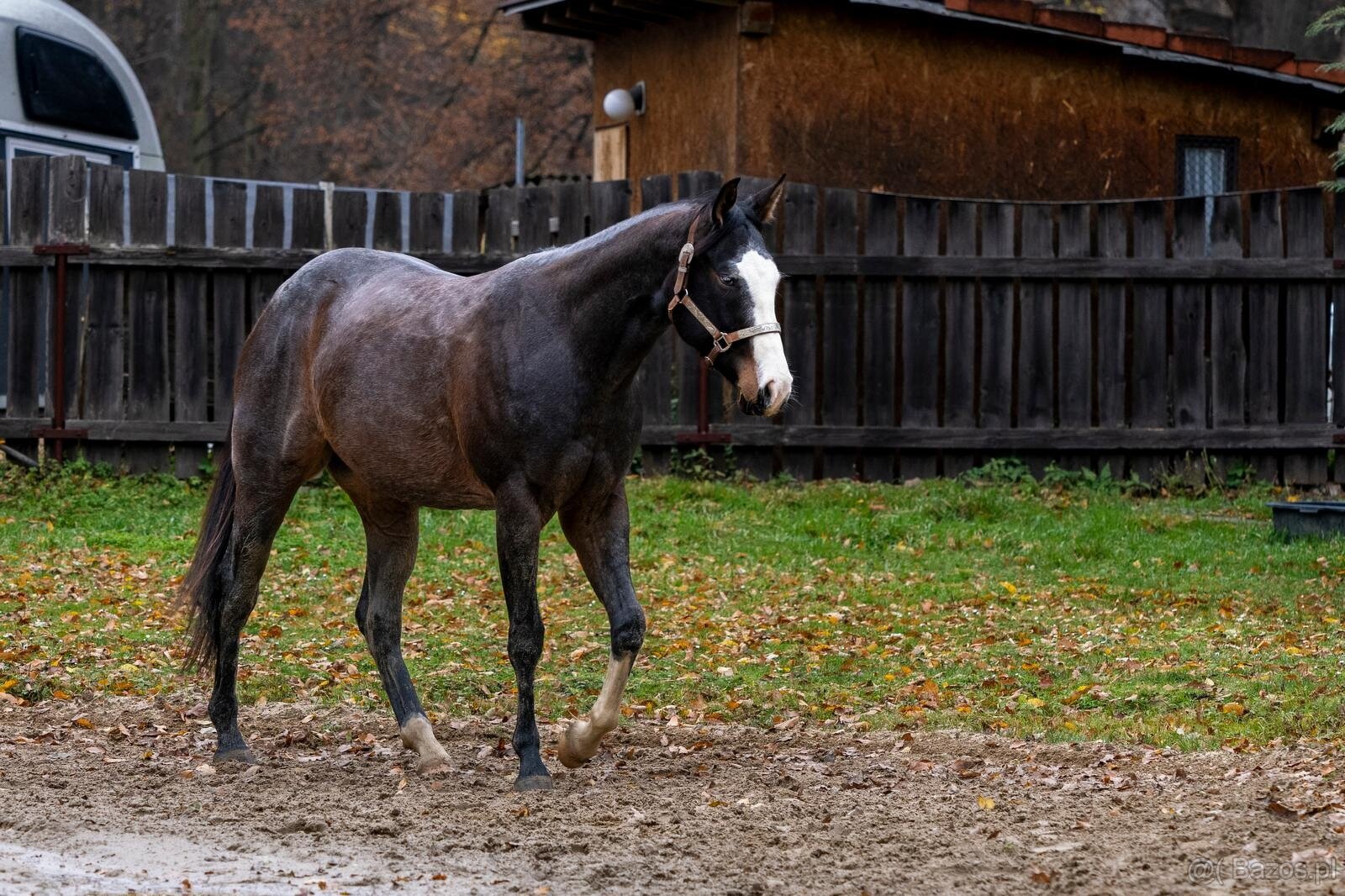 APH gelding, bay roan overo - 2