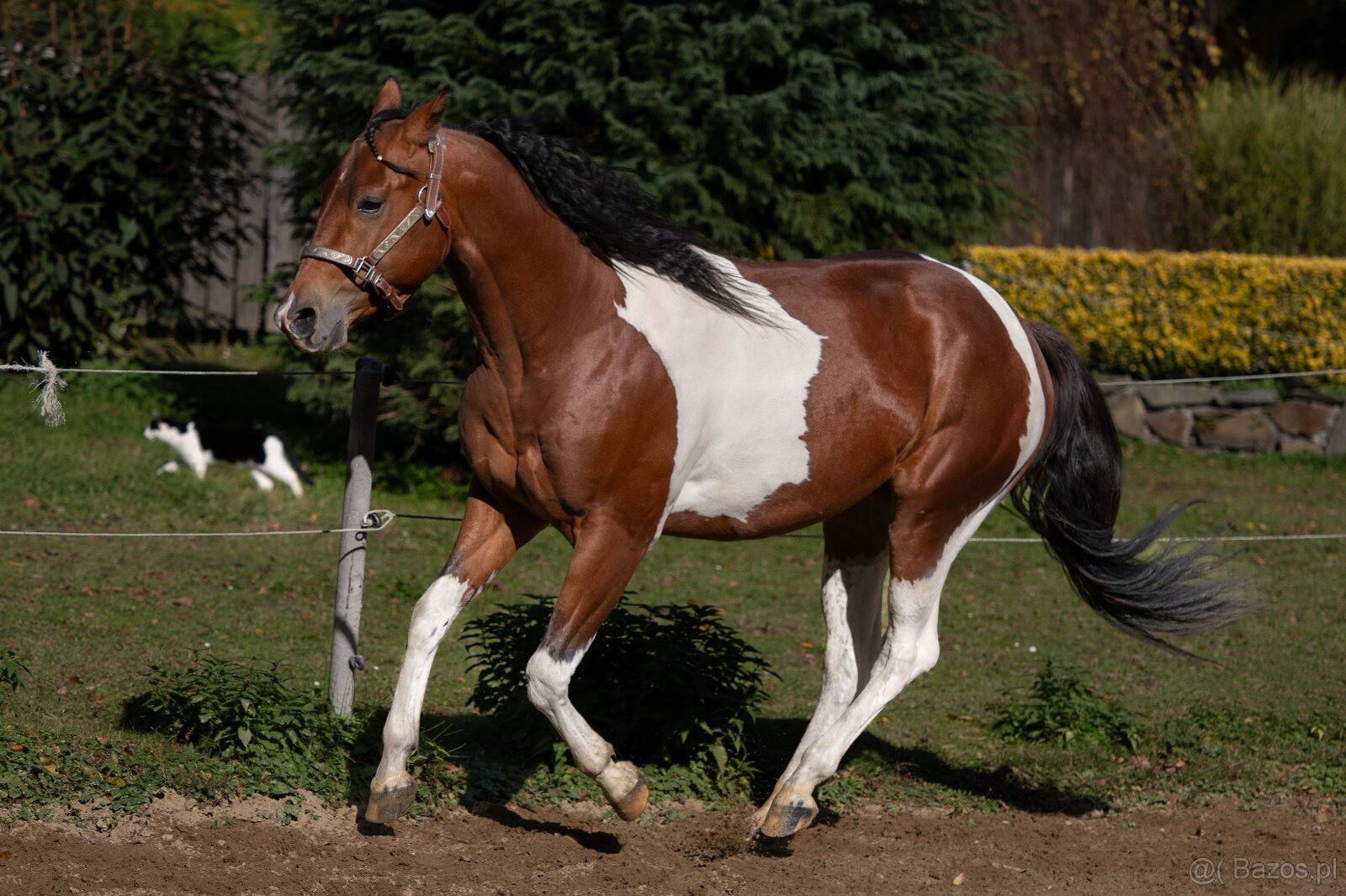 APH gelding bay tobiano - 2