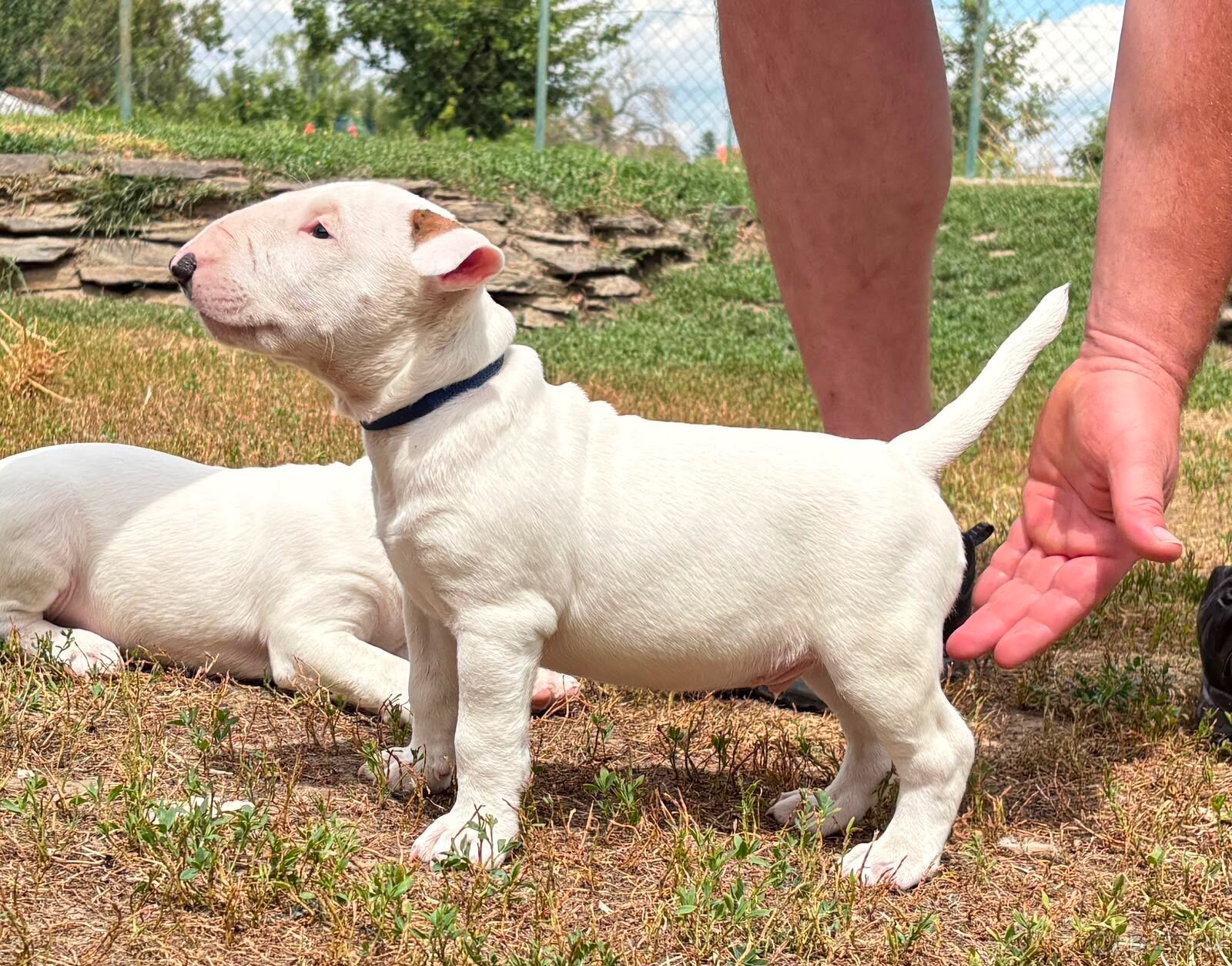 Bullterrier - 2