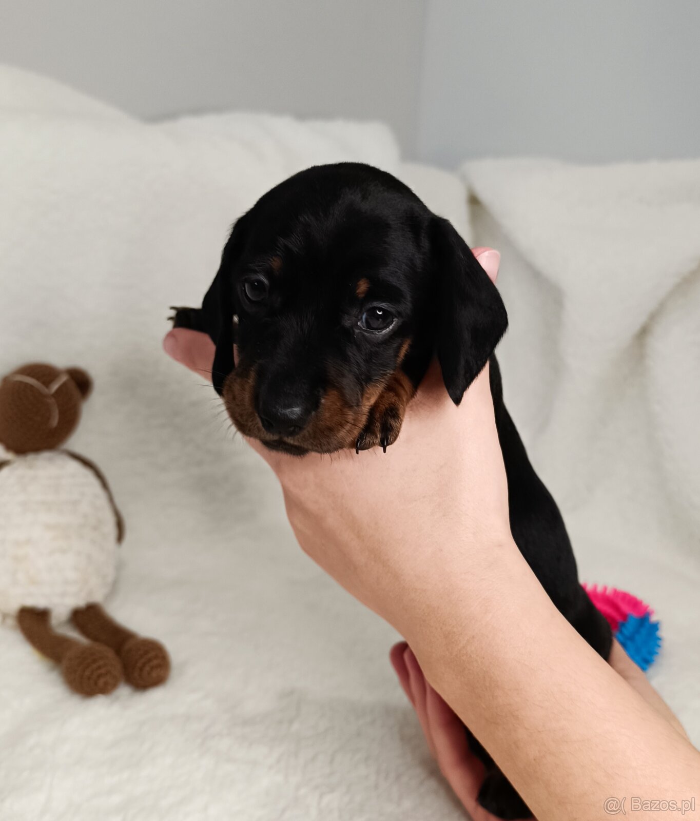 Jamnik miniaturowy krotkowlosy - 2