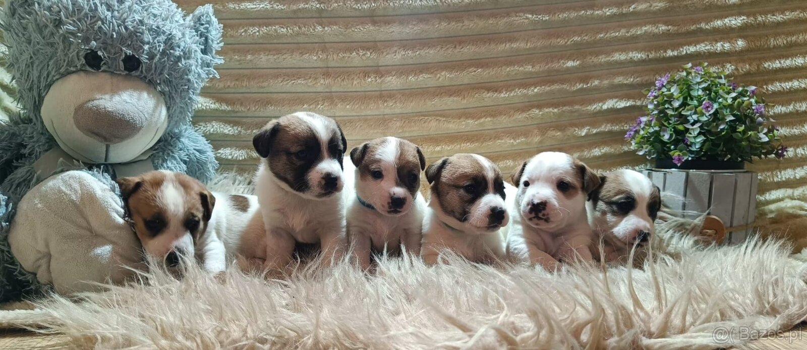 Jack Russell terrier - 2