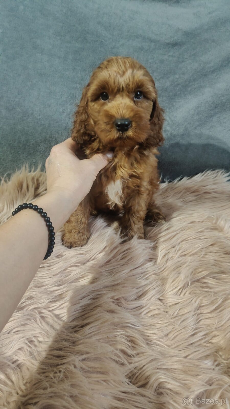 Szczeniak Cockapoo - 2