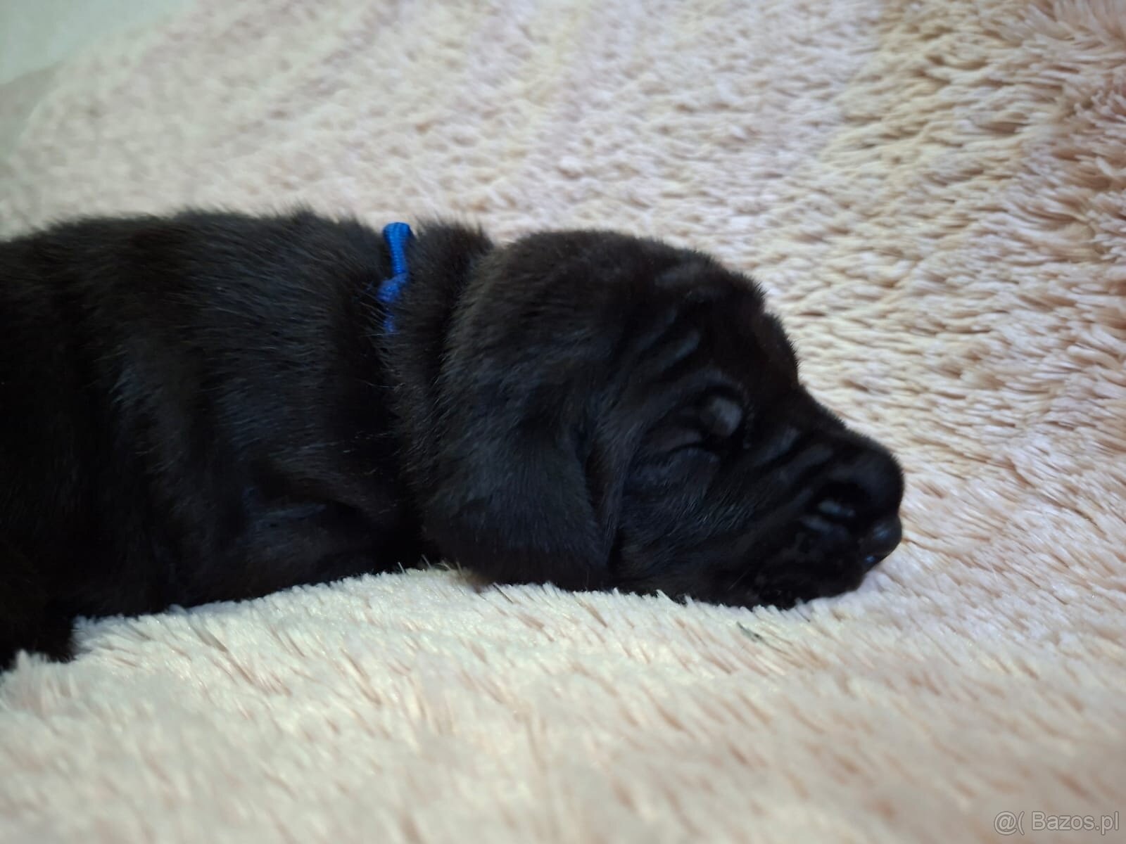 Dog niemiecki - 2
