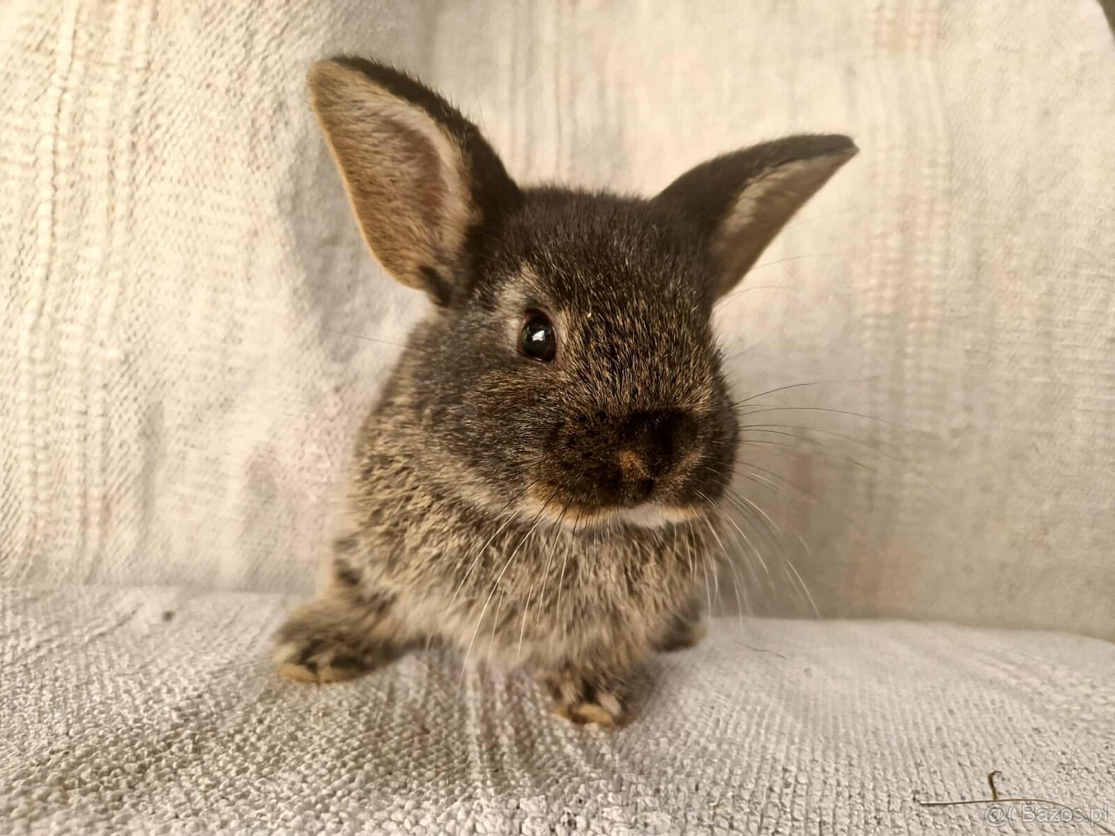 Króliczki miniaturki - 2