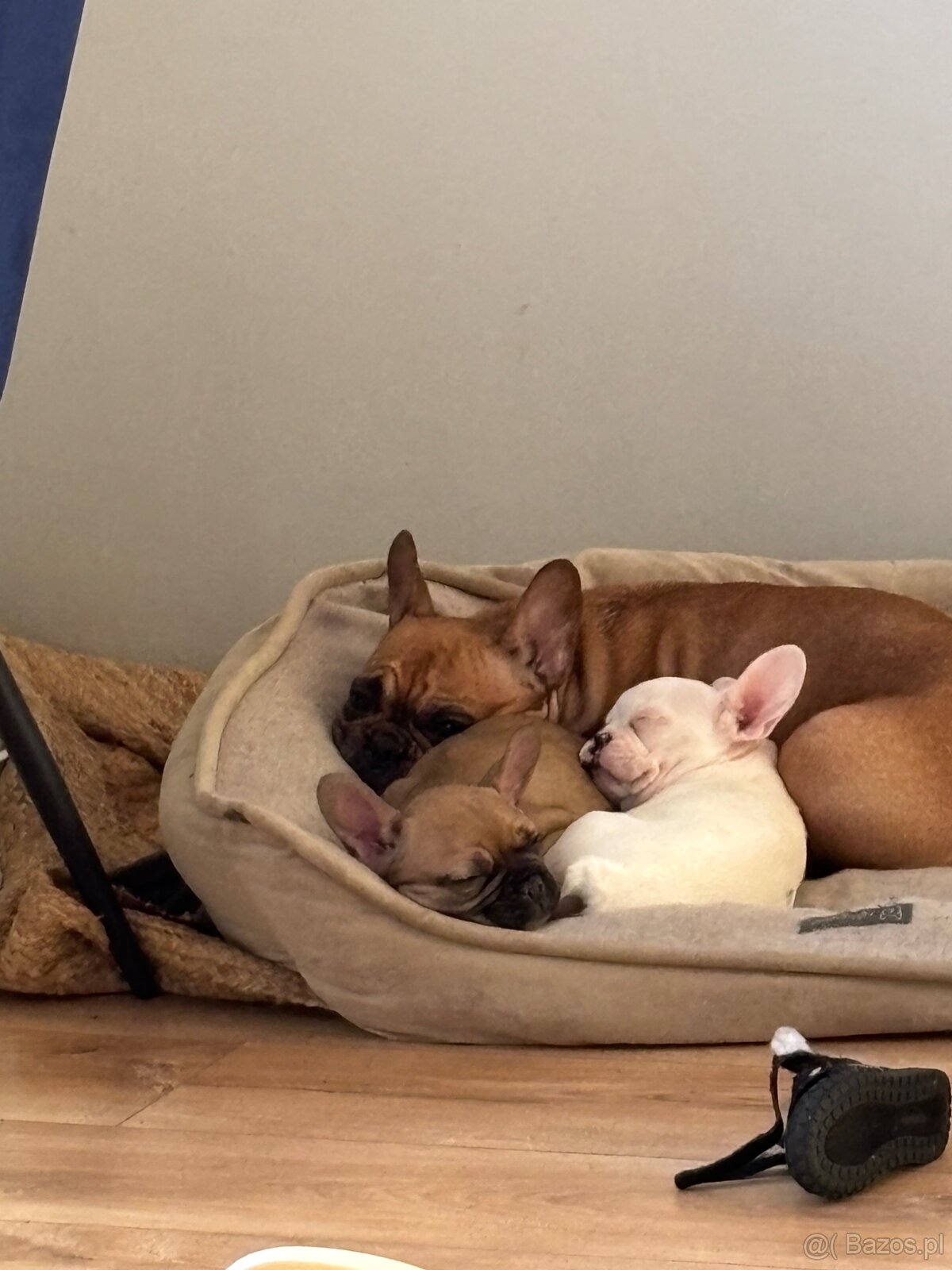 Dwie suczki buldog - 2