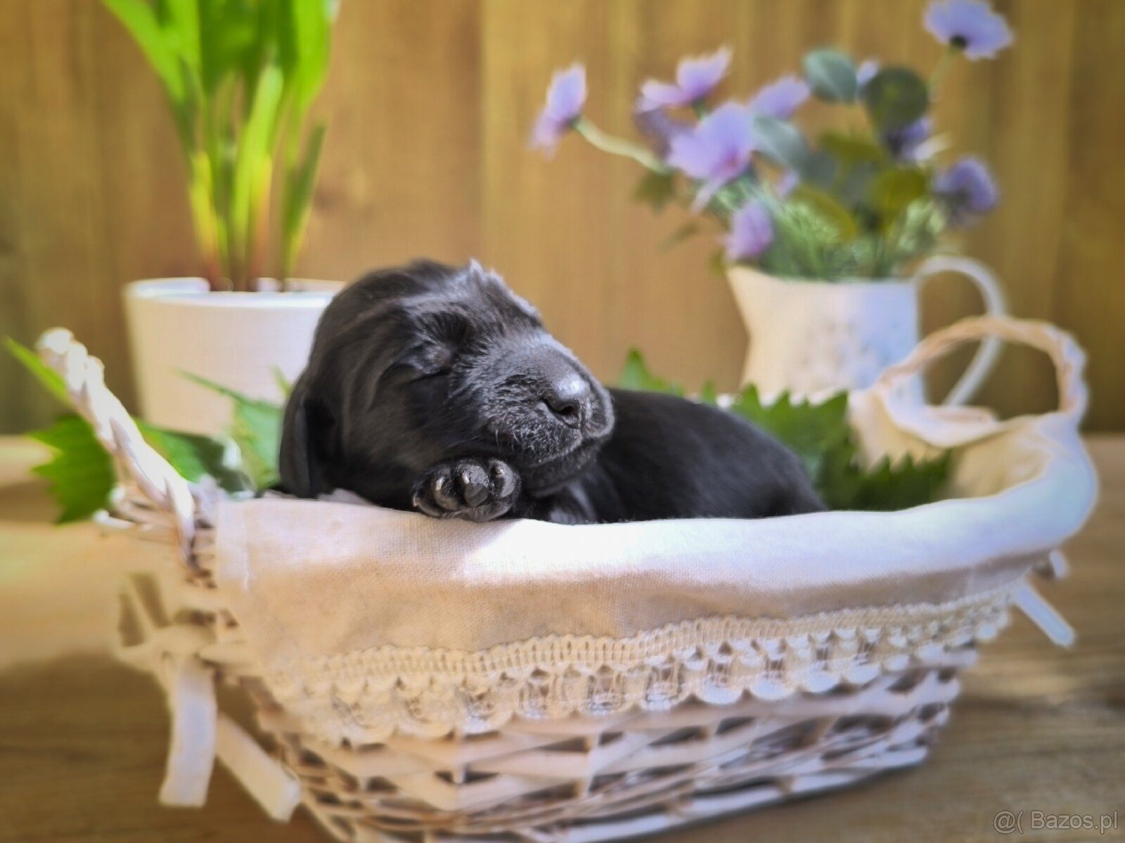 Flat coated retriever - Rezerwacja szczeniąt FCI - 2