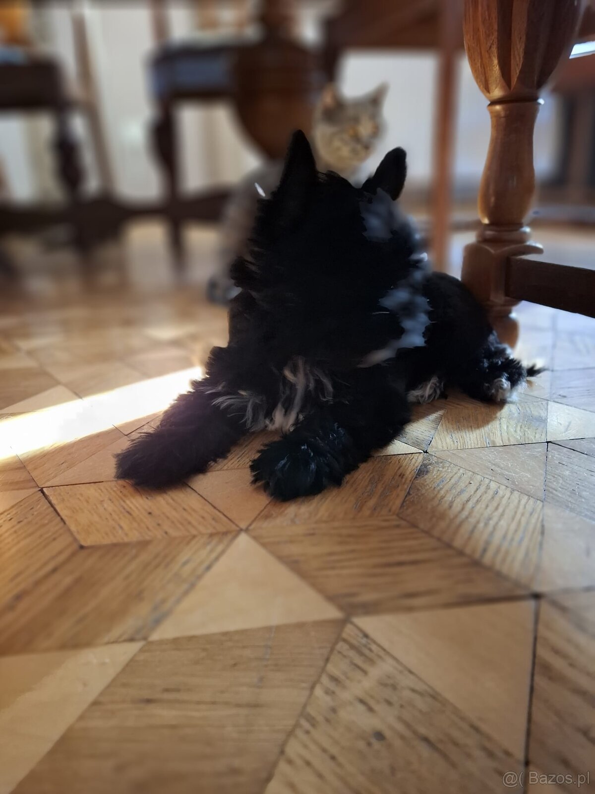 Yorkshire terrier czarny xs - 2