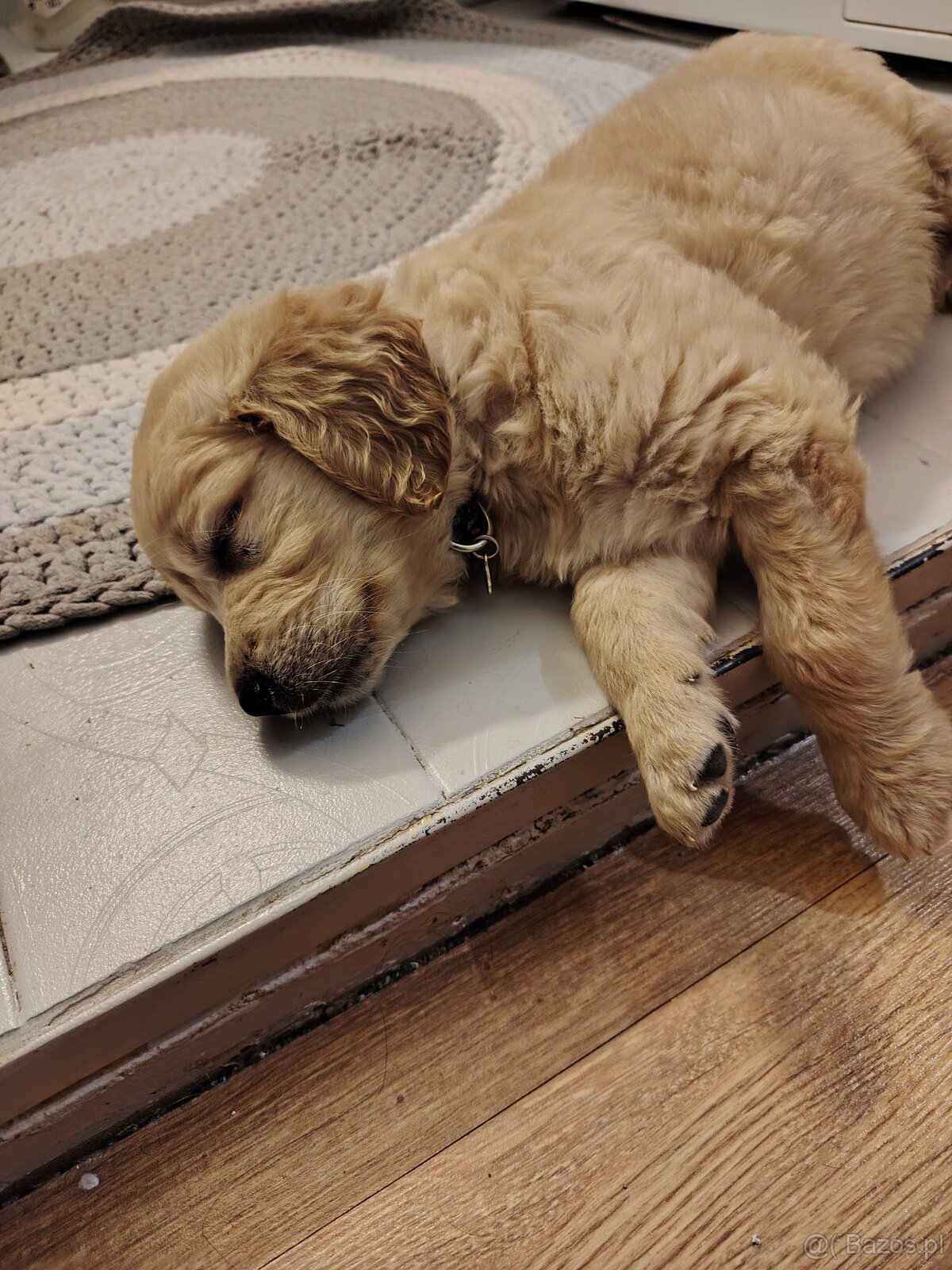 Golden retriever sunia - 2