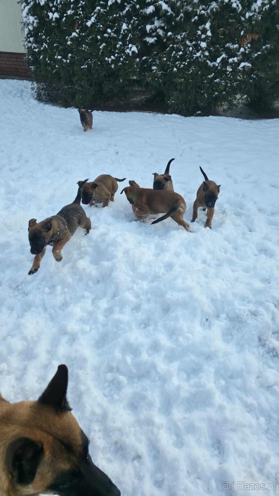 Owczarek belgijski - 2