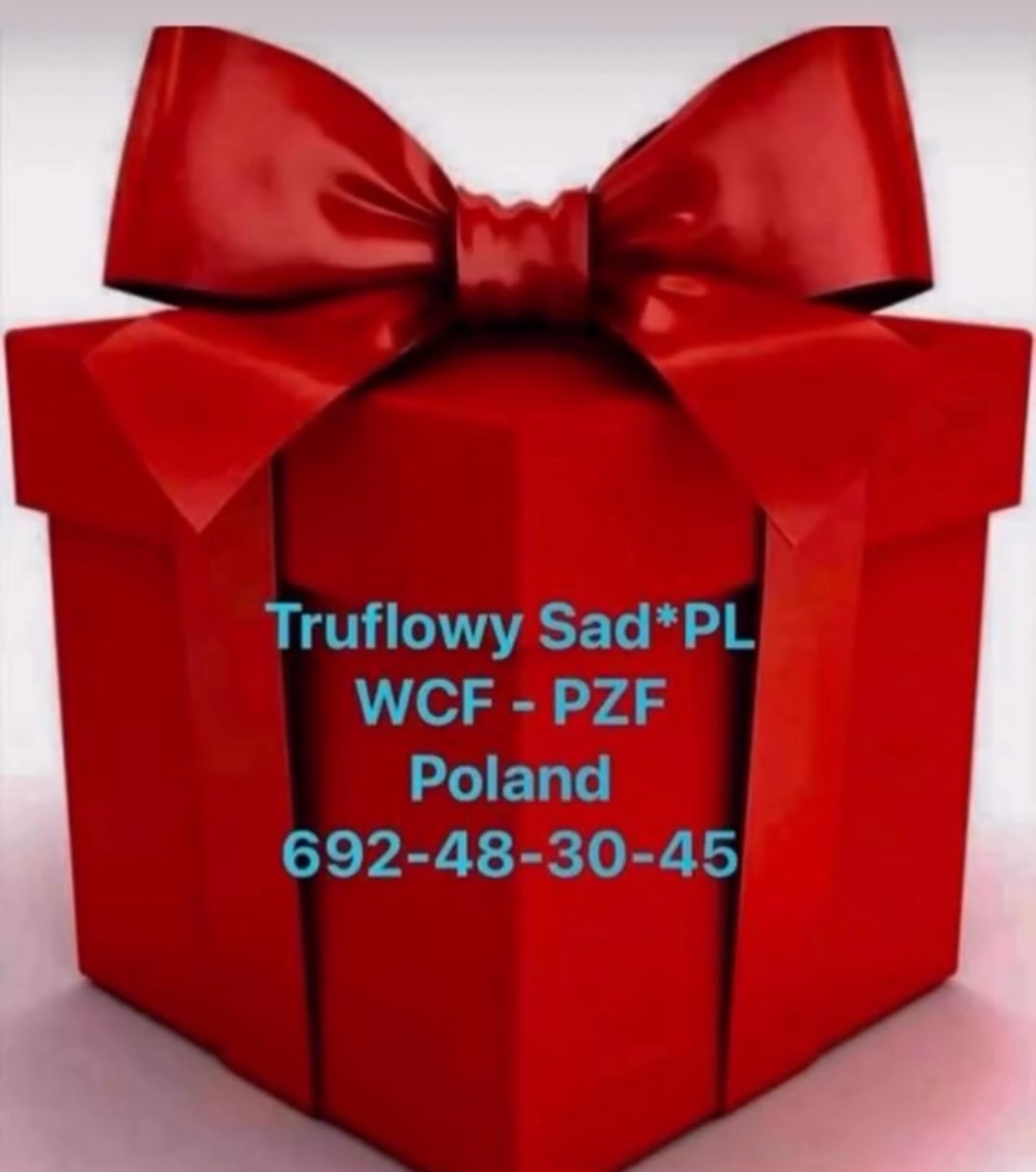 Szkocki prostouchy - 2