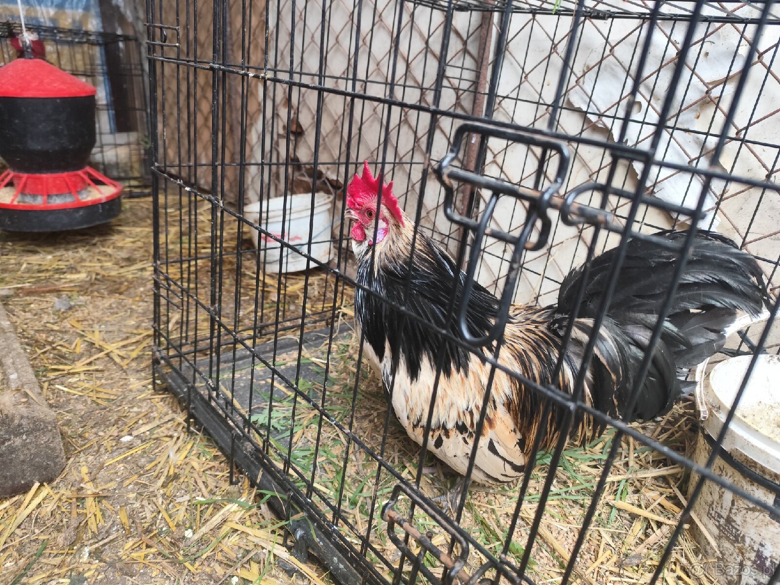 Mocne i zdrowe koguciki Czwerek – gotowe do hodowli - 2