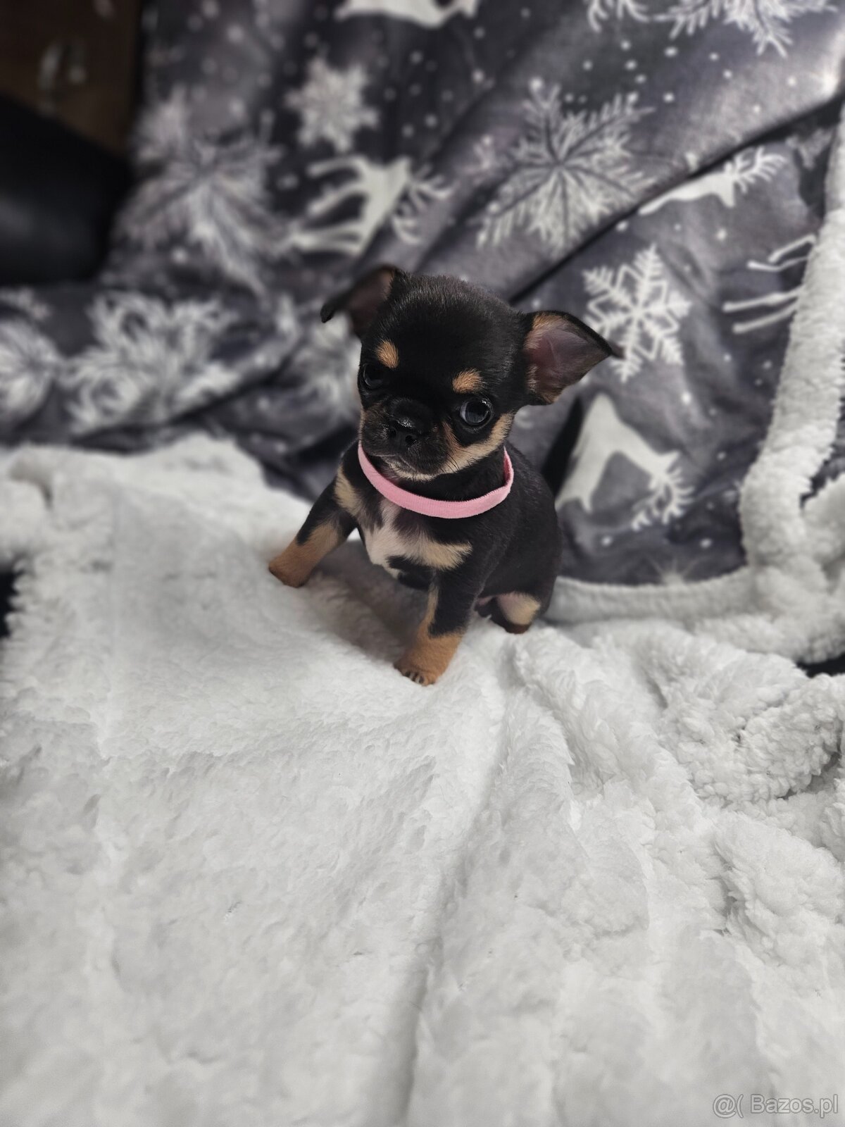 Dziewczynka chihuahua - 2