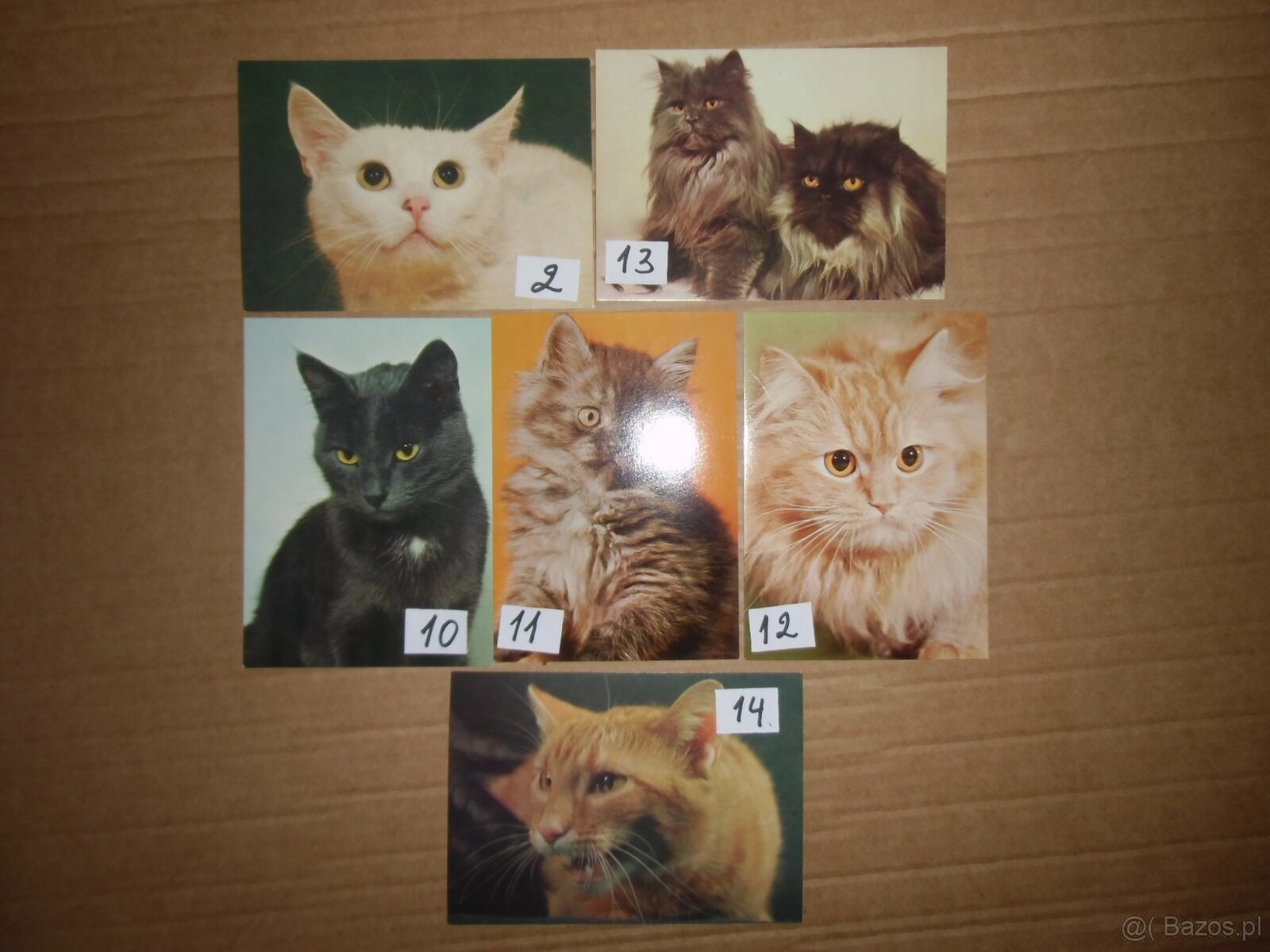 Kotki-kartki pocztowe -1 zl za sztuke - 2