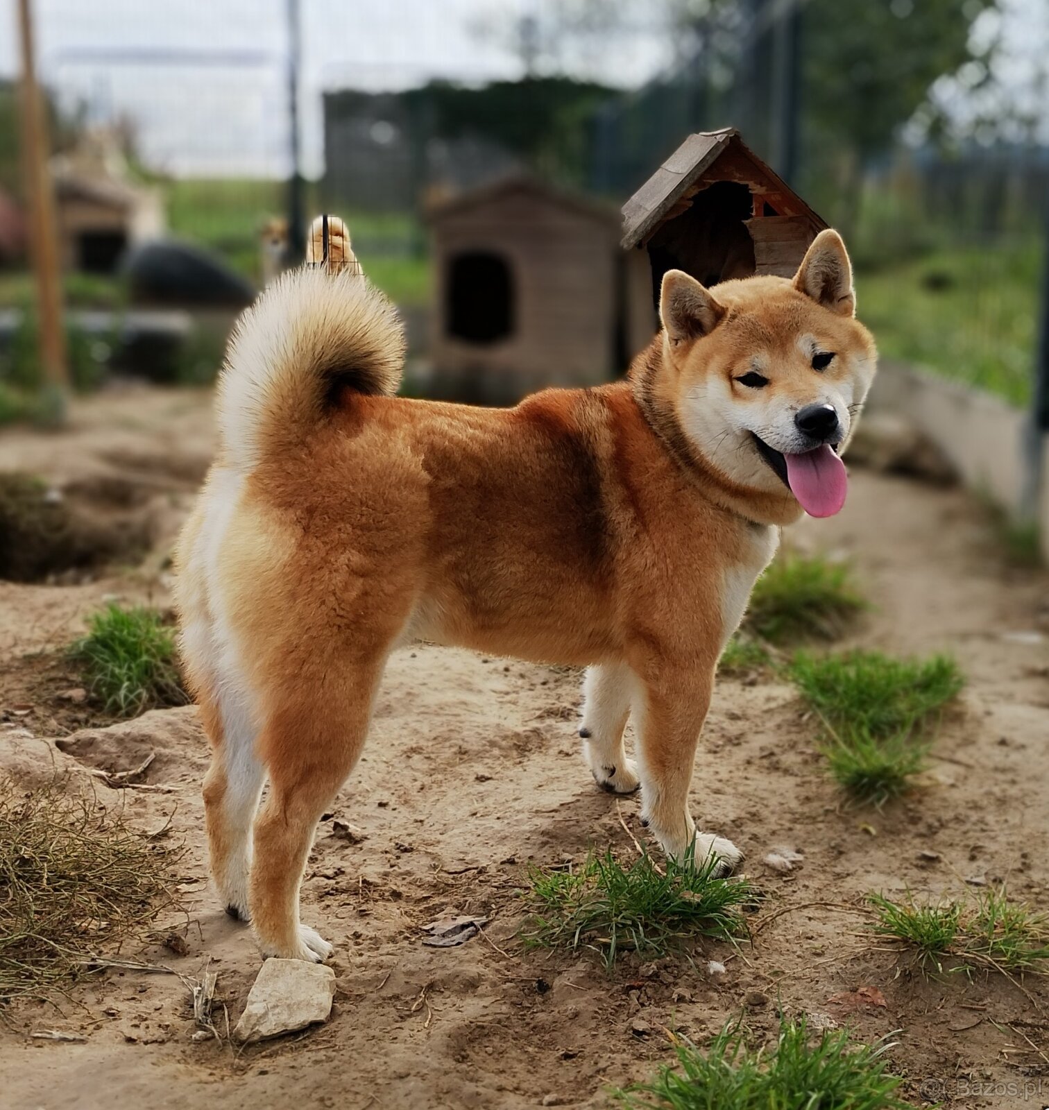 Shiba Inu - najstarszy w miocie czerwony piesek - 2