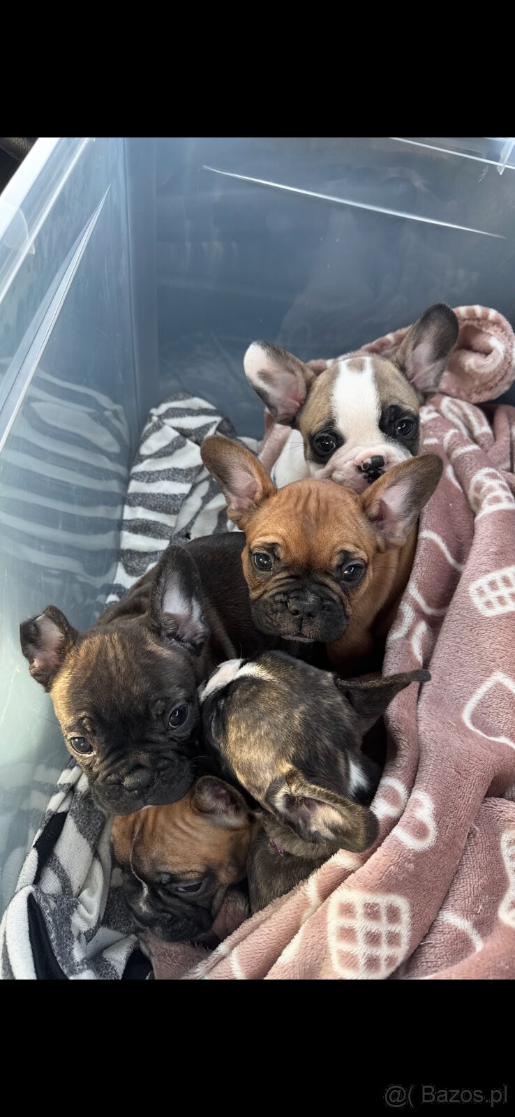 Buldog Francuski - 2