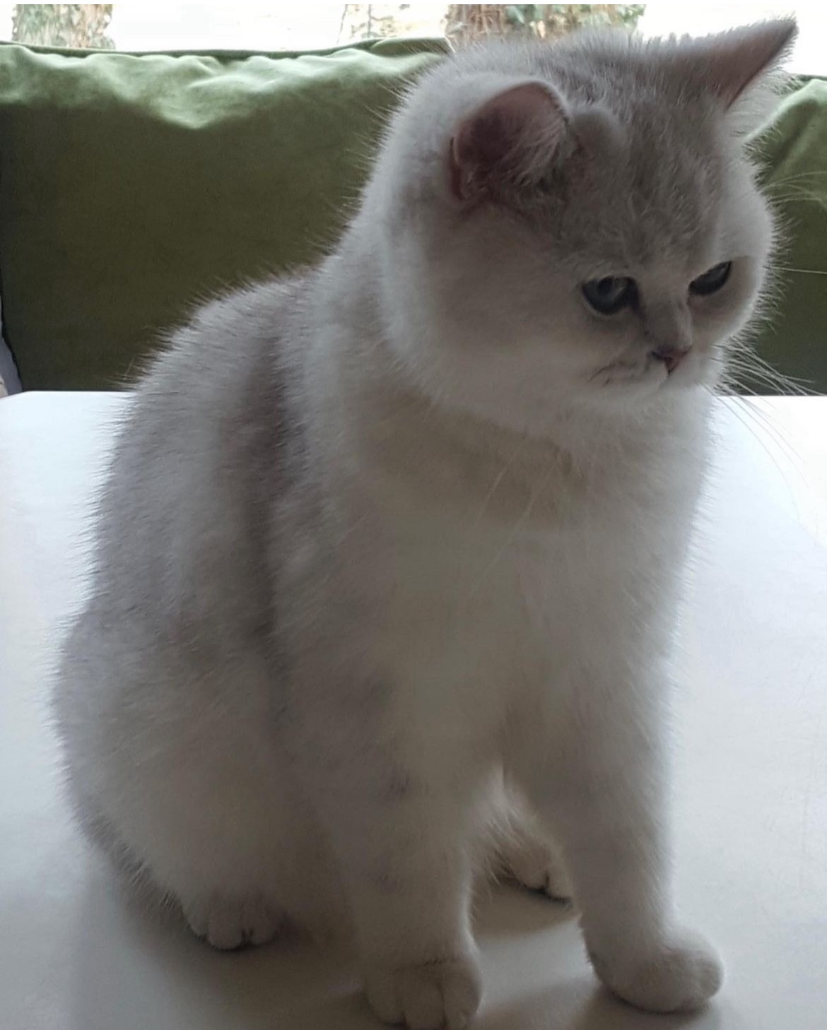 Szkocka Zwisłoucha - Firenze - 2