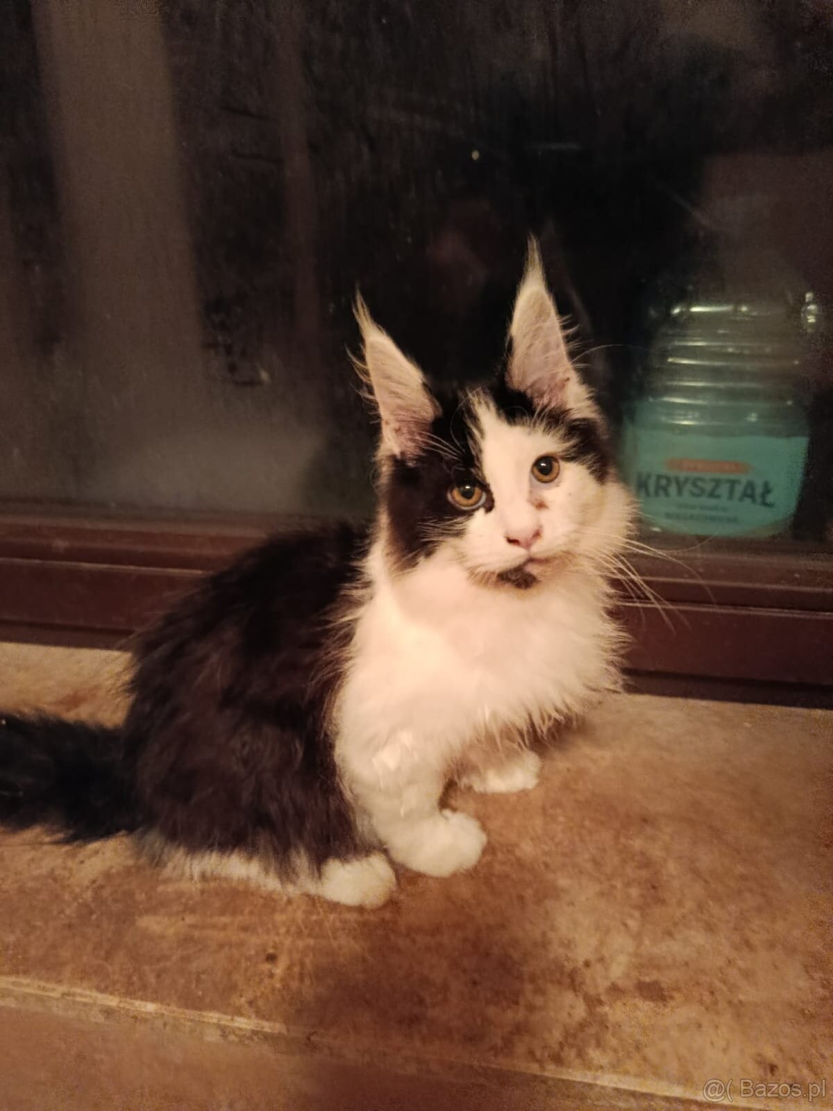 Ładny kocurek maine coon - 2