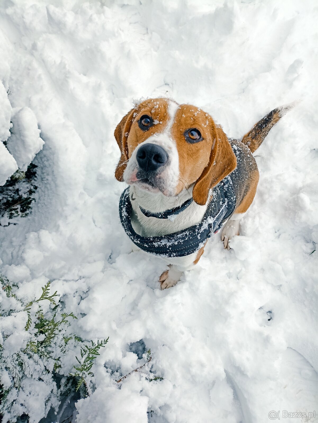 Dorosła suczka rasy beagle do adopcji - 2