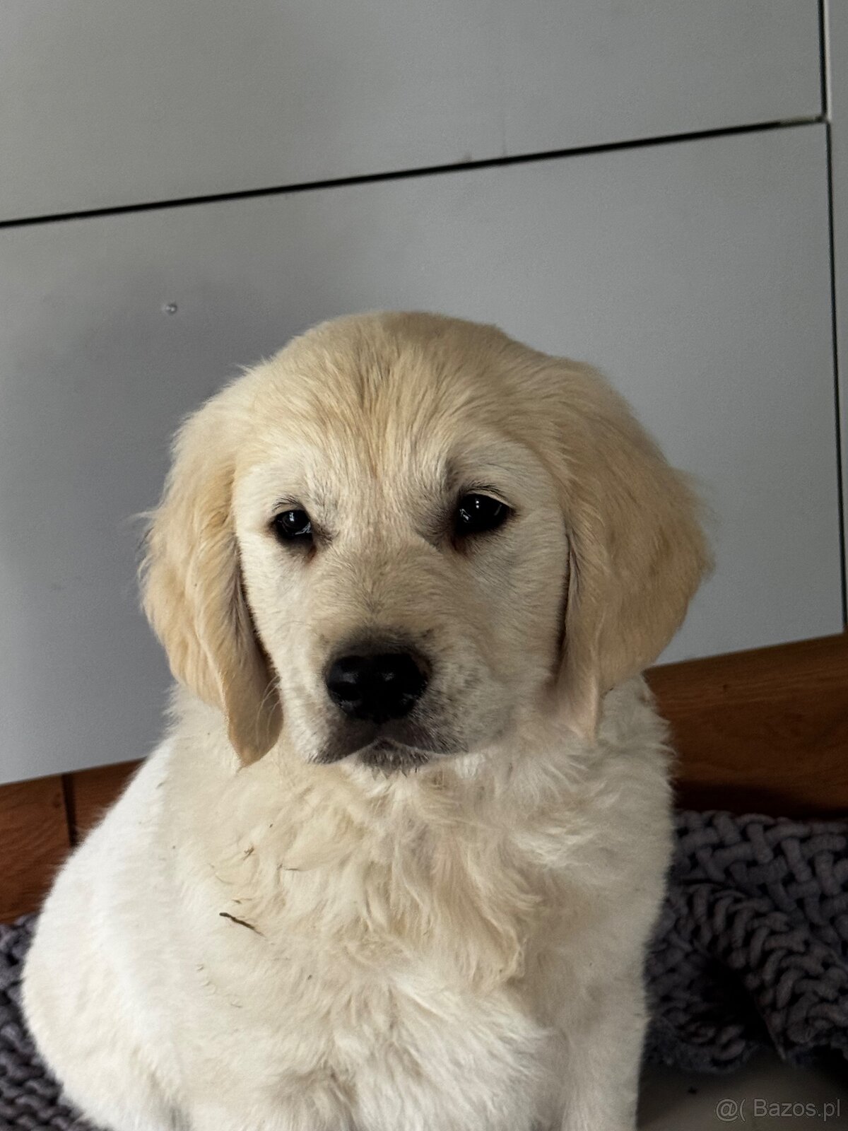 Szczeniak golden retriever - 2