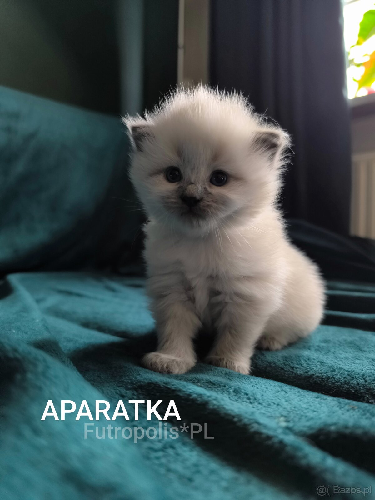 Syberyjskie kocięta - 2