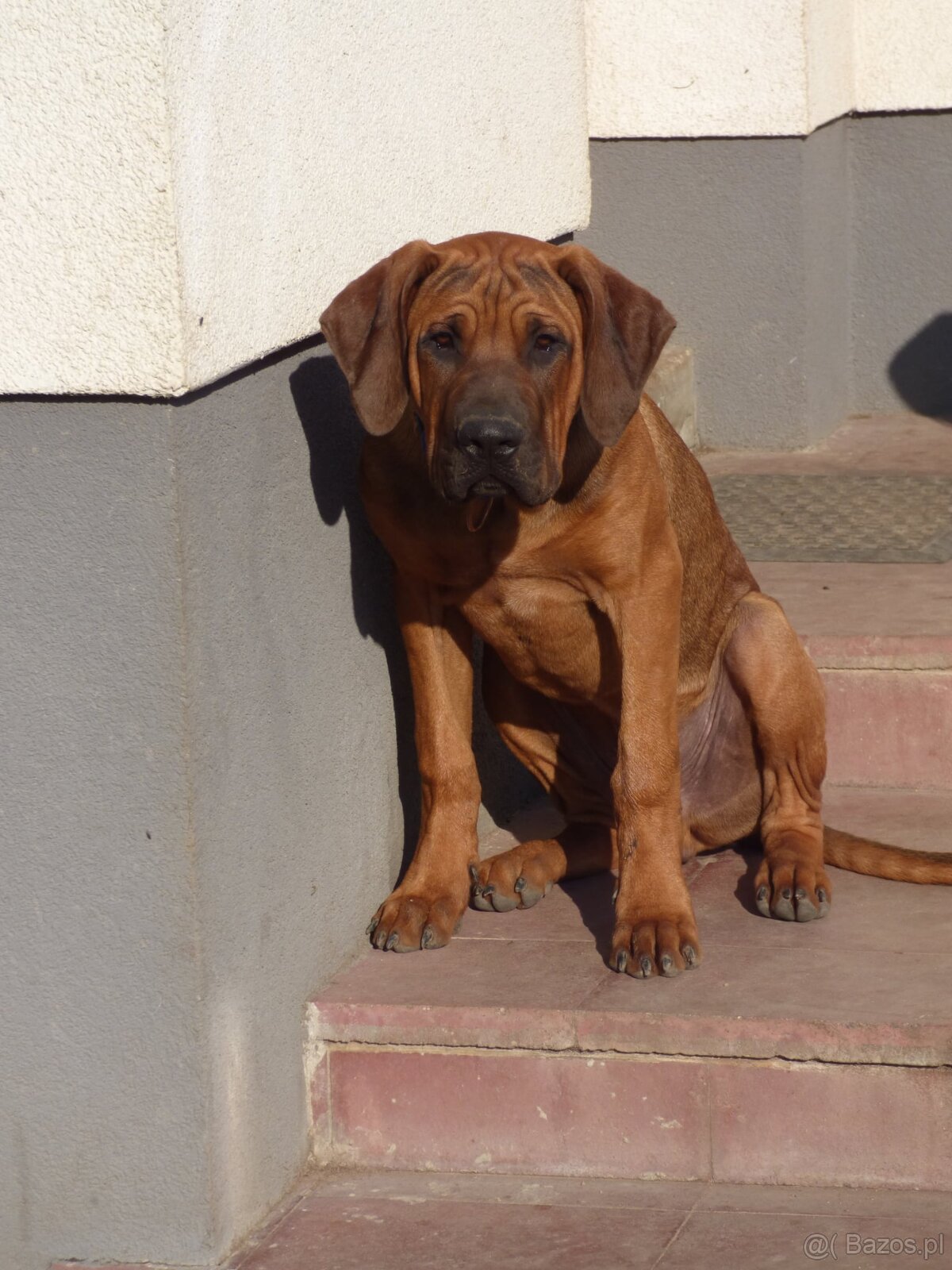 Tosa inu - nádherní pejsci s PP - 2