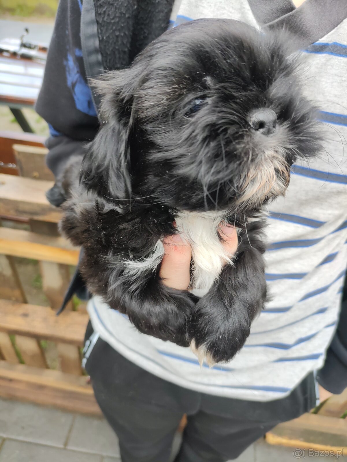 Suczka shih-tzu - 2