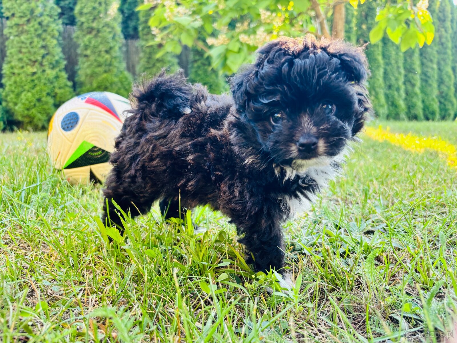 Pomachon - 2