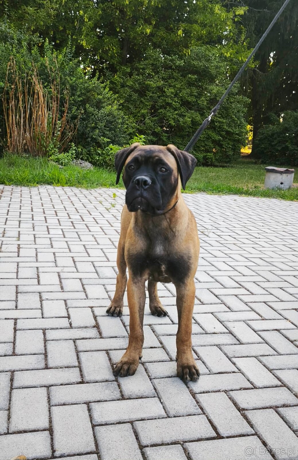 Bulmastif s PP/ Bullmastif/ Bulmastiff - 2