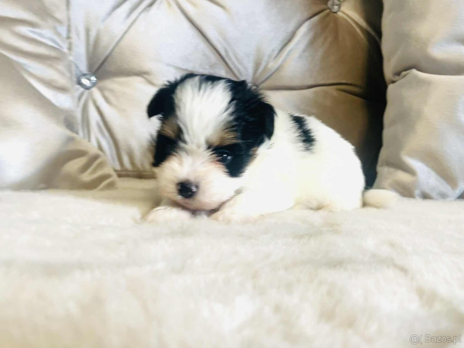 York Biewer - maleńki piękny chłopczyk. luxusowy. - 2