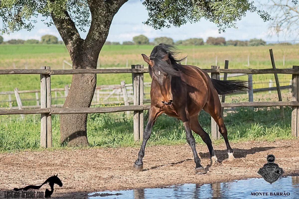 Napa - Lusitano mare - 2