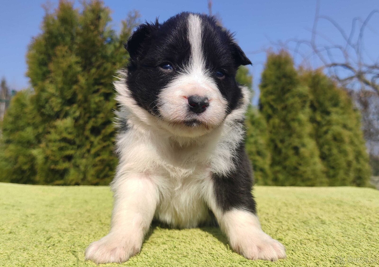 BORDER COLLIE, klasyk z dokumentami - 2