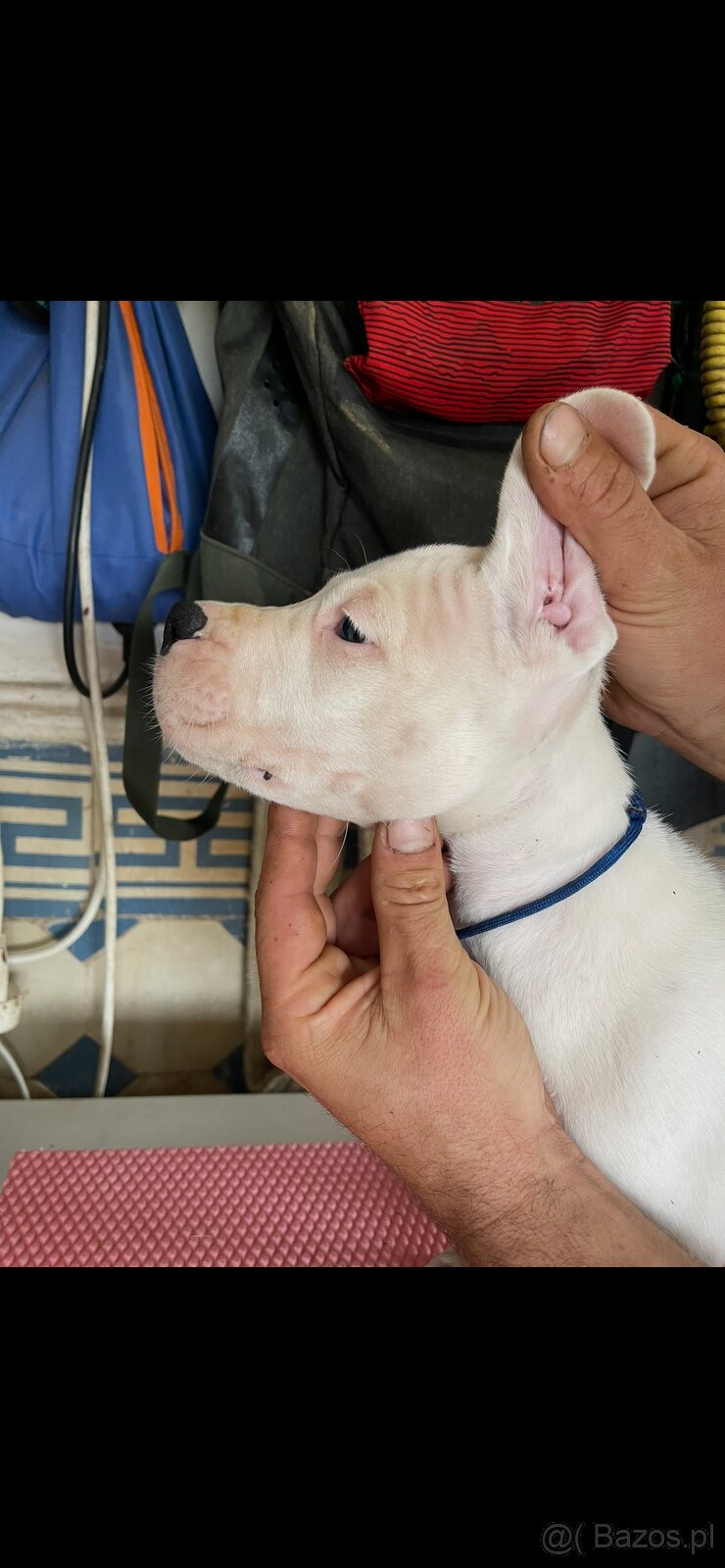 Dog argentyński - 2