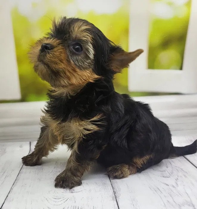 Szczeniak rasy yorkshire terrier - 2