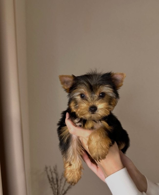 Szczeniak rasy yorkshire terrier
- 2