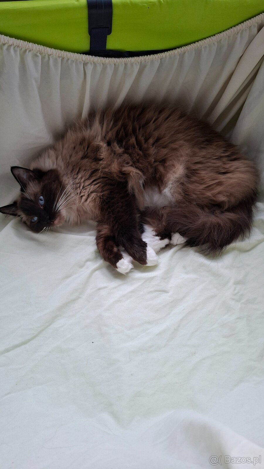 Ragdoll - 2